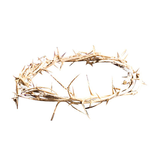 DS293 - 6" Crown of Thorns